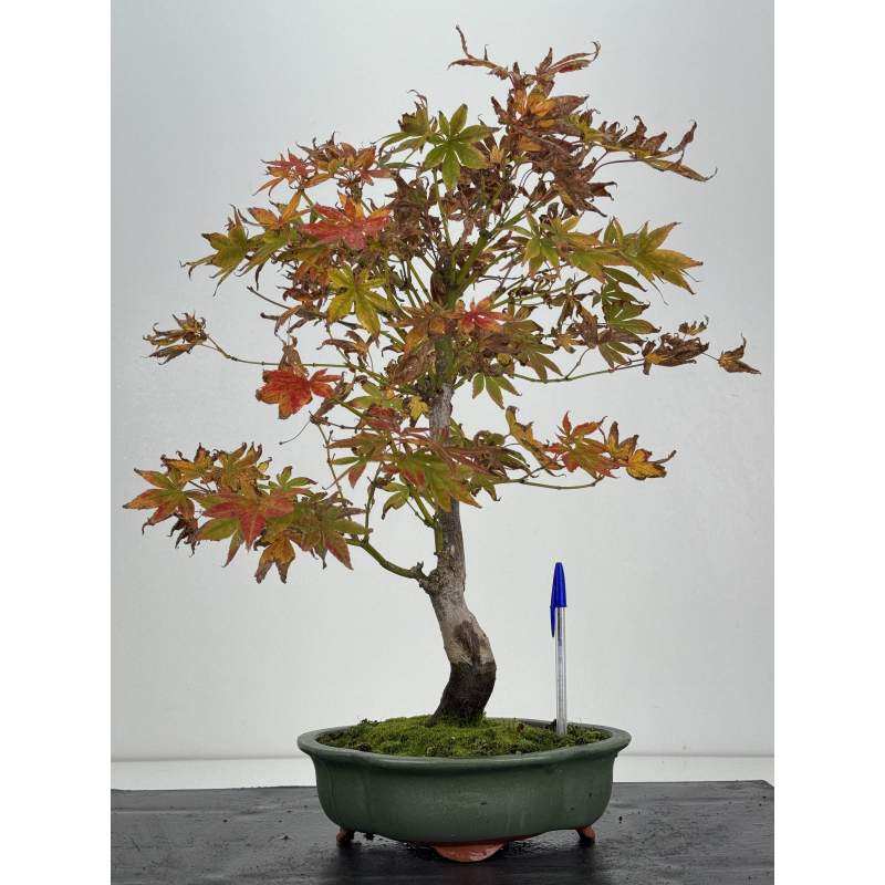 Acer palmatum I-8264