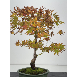Acer palmatum I-8264 vista 3