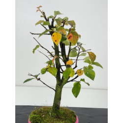 Pseudocydonia sinensis I-8265 view 2