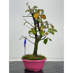 Pseudocydonia sinensis I-8265