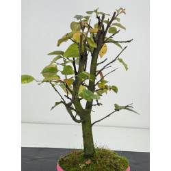 Pseudocydonia sinensis I-8265 view 3