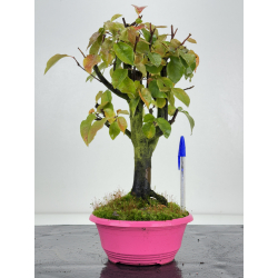 Pseudocydonia sinensis I-8266