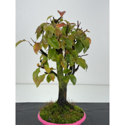 Pseudocydonia sinensis I-8266 view 2