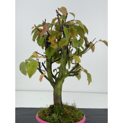 Pseudocydonia sinensis I-8266 view 3