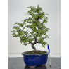 Pyracantha I-8267