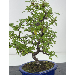 Pyracantha I-8267 vista 2