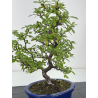 Pyracantha I-8267 vista 2
