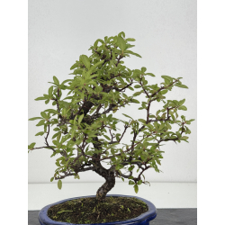 Pyracantha I-8267 vista 3