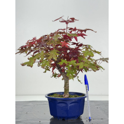 Acer palmatum deshojo I-8268