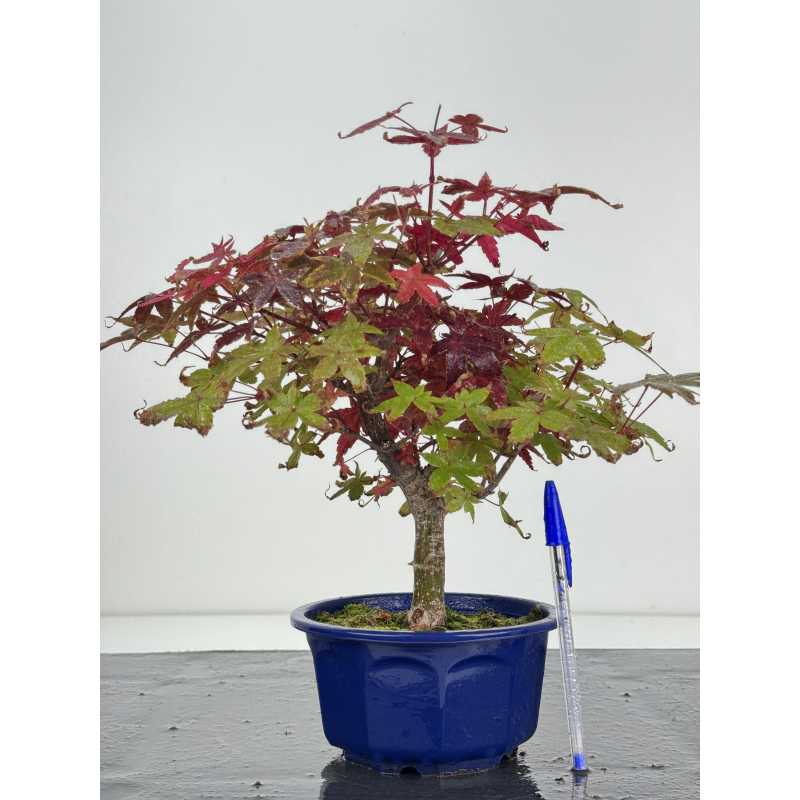 Acer palmatum deshojo I-8268