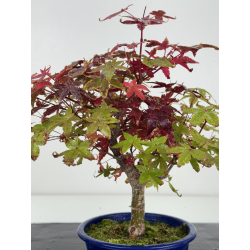 Acer palmatum deshojo I-8268 vista 2