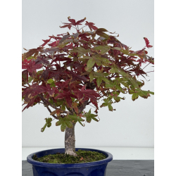 Acer palmatum deshojo I-8268 vista 3