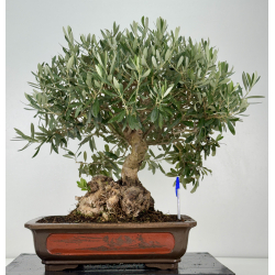 Olea europaea -olivo- I-8270
