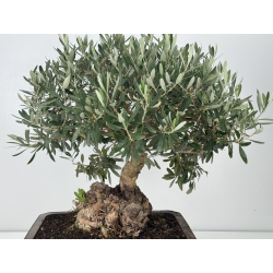 Olea europaea I-8270 view 2