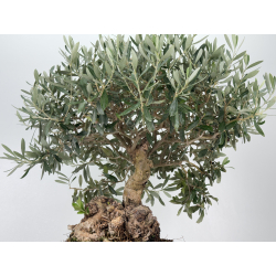 Olea europaea -olivo- I-8270 vista 3