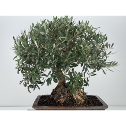 Olea europaea I-8270 view 4