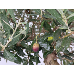 Olea europaea I-8270 view 5