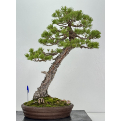 Pinus sylvestris I-8254
