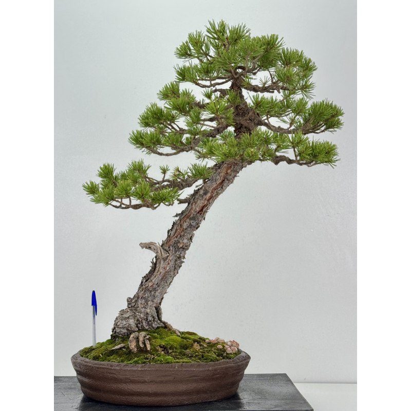 Pinus sylvestris I-8254