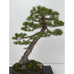 Pinus sylvestris - pino silvestre europeo - I-8254 vista 2