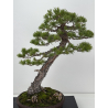 Pinus sylvestris I-8254 view 2