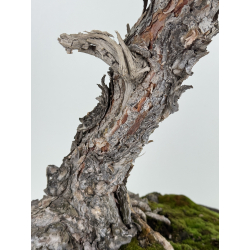 Pinus sylvestris I-8254 view 3