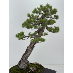 Pinus sylvestris I-8254 view 4