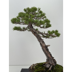 Pinus sylvestris I-8254 view 5