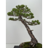 Pinus sylvestris - pino silvestre europeo - I-8254 vista 5