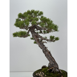 Pinus sylvestris I-8254 view 6