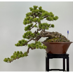 Pinus sylvestris (pino silvestre europeo) I-8255