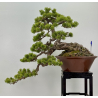 Pinus sylvestris I-8255