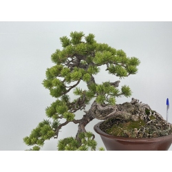 Pinus sylvestris I-8255 view 2
