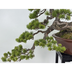 Pinus sylvestris (pino silvestre europeo) I-8255 vista 3