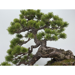 Pinus sylvestris (pino silvestre europeo) I-8255 vista 4