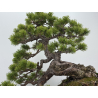 Pinus sylvestris I-8255 view 4