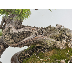 Pinus sylvestris I-8255 view 5