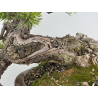 Pinus sylvestris I-8255 view 5