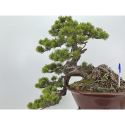 Pinus sylvestris (pino silvestre europeo) I-8255 vista 6