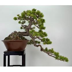 Pinus sylvestris (pino silvestre europeo) I-8255 vista 7