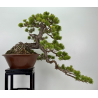 Pinus sylvestris (pino silvestre europeo) I-8255 vista 7