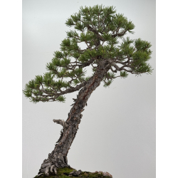Pinus sylvestris - pino silvestre europeo - I-8254 vista 7
