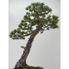 Pinus sylvestris I-8254 view 7
