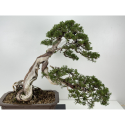 Juniperus sabina -sabina rastrera- A01361 vista 2