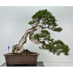 Juniperus sabina -sabina rastrera- A01361