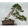 Juniperus sabina -sabina rastrera- A01361