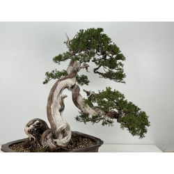 Juniperus sabina -sabina rastrera- A01361 vista 3