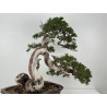 Juniperus sabina -sabina rastrera- A01361 vista 3