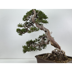 Juniperus sabina -sabina rastrera- A01361 vista 4