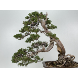 Juniperus sabina -sabina rastrera- A01361 vista 5